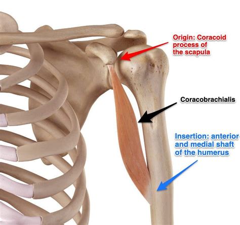 coracobrachialis muscle strain symptoms